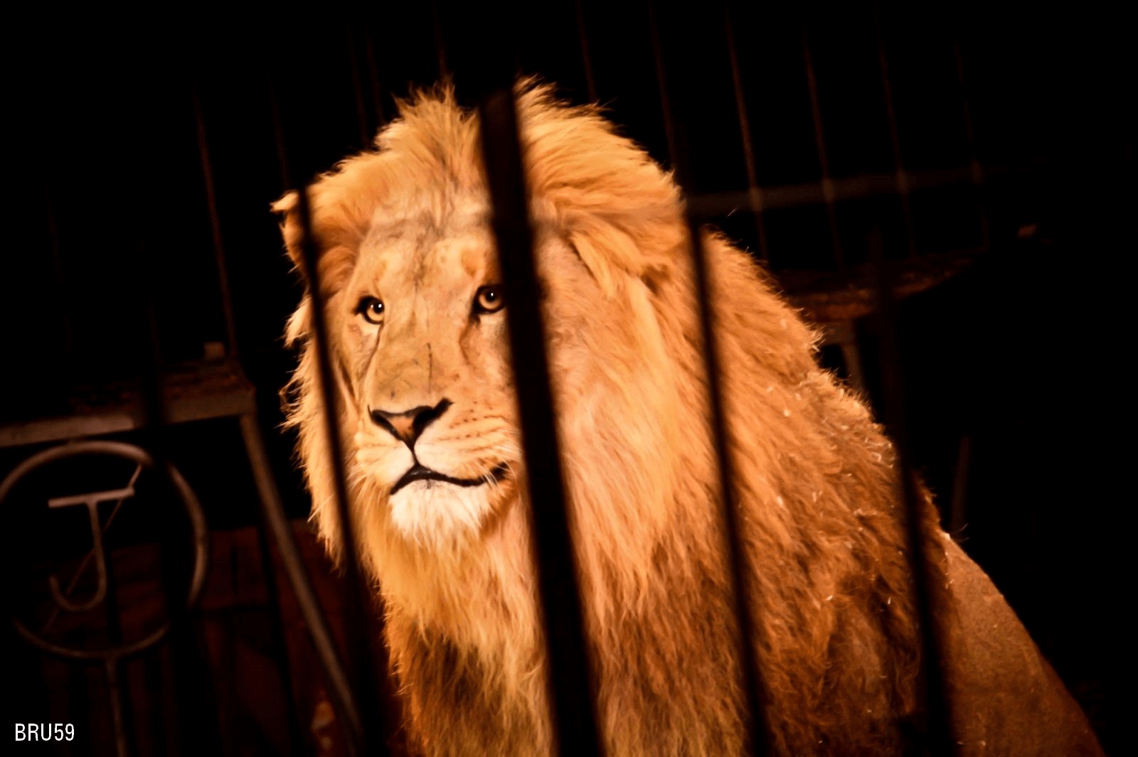 دعوات لحظر الحيوانات في السيرك..والسبب؟