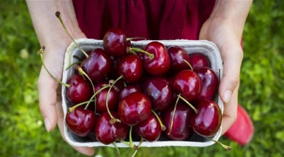 زلزال من الفوائد.. هذا ما تجهلونه عن الكرز!