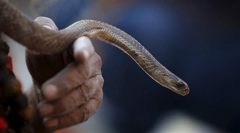 سممته فقضم رأسها قبل أن يلفظ أنفاسه الأخيرة!