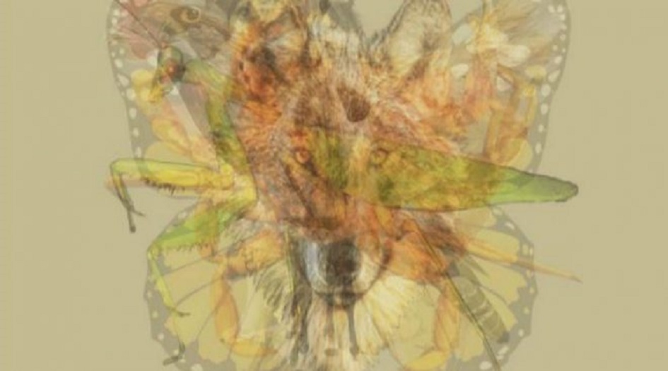 اختبار: الحيوان الأول الذي ترونه في الصورة يفضح الكثير من أسرار شخصيتكم