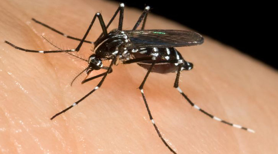 آية وبصيرة ... الحق و(البعوضة)