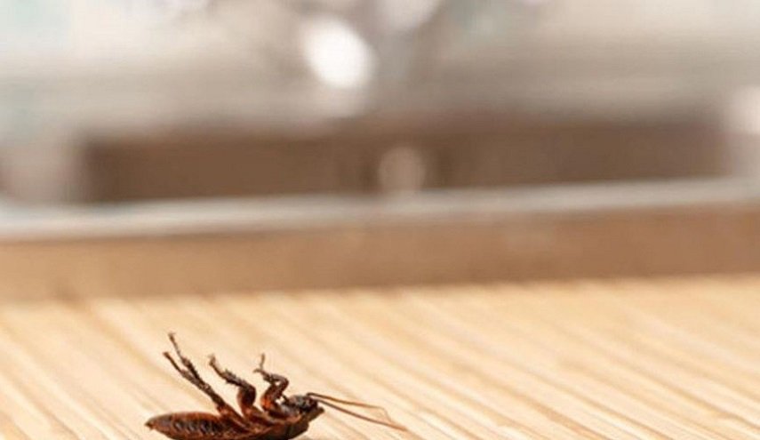 هل تغزو الصراصير العالم؟