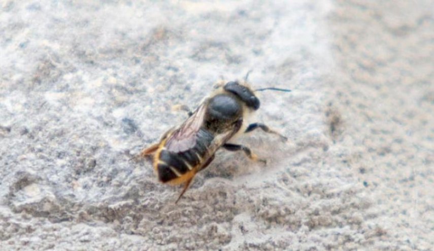 بريطانيا تطارد نحلة محكوم عليها بالإعدام!