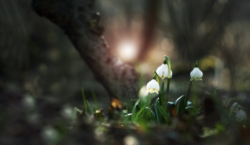 زهرة برية شائعة تحمل مفتاح القضاء على السرطان