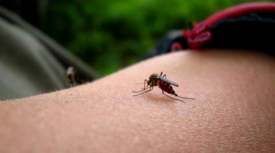 هذه هي فئة الدم التي يعشقها البعوض.. هل تملكونها؟