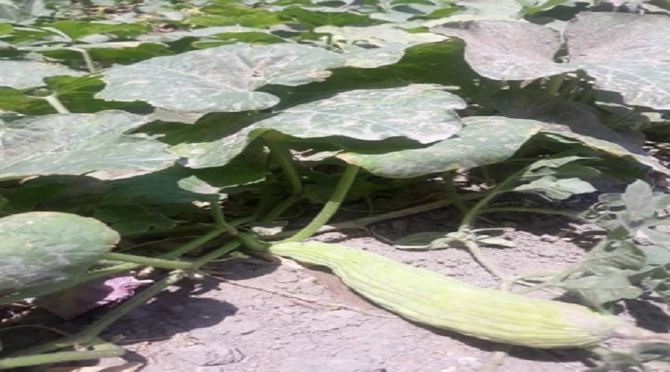 شاهد .. شجرة عجيبة في الديوانية تثمر 3 محاصيل مختلفة!!