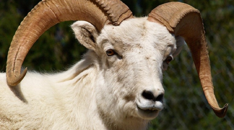 تعرف على أغرب العادات  في التعامل مع أضاحي العيد ؟!