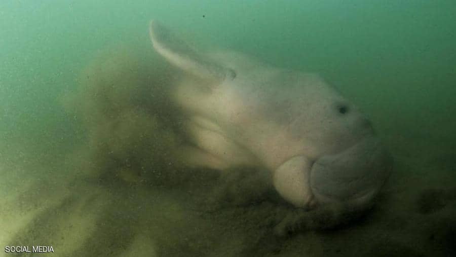 البلاستيك قتل "مريم".. والحزن يلف العالم