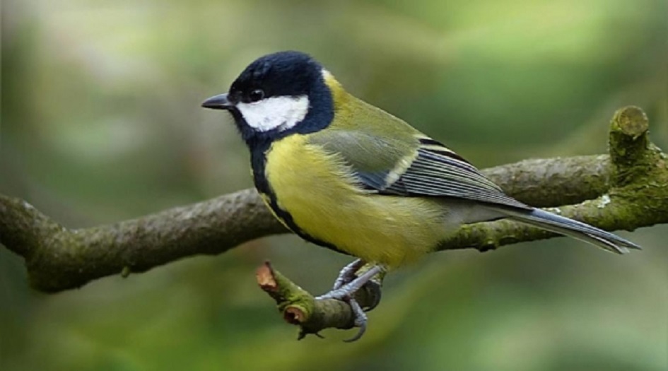 الحيوانات وتغيير المناخ دراسة تكشف السر!!