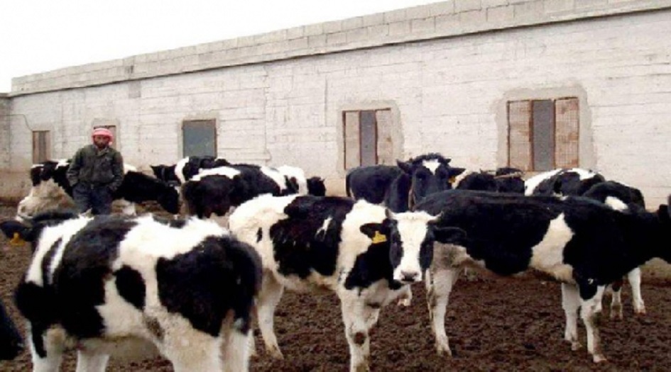 "حمى مجهولة" في كربلاء والبيطرة تتحرك بشكل عاجل