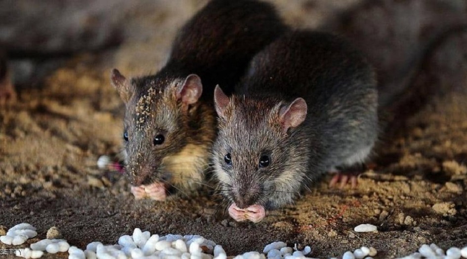 نيويورك تلجأ لـ"سلاح جديد" في حربها على الجرذان