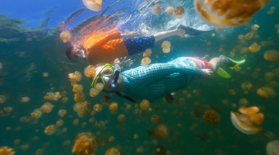 كيف تحمي نفسك من لدغات قناديل البحر؟