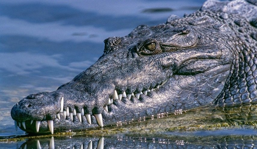 في مشهد مريع ... تمساح يلتهم صيادا شابا أمام عيني عمه