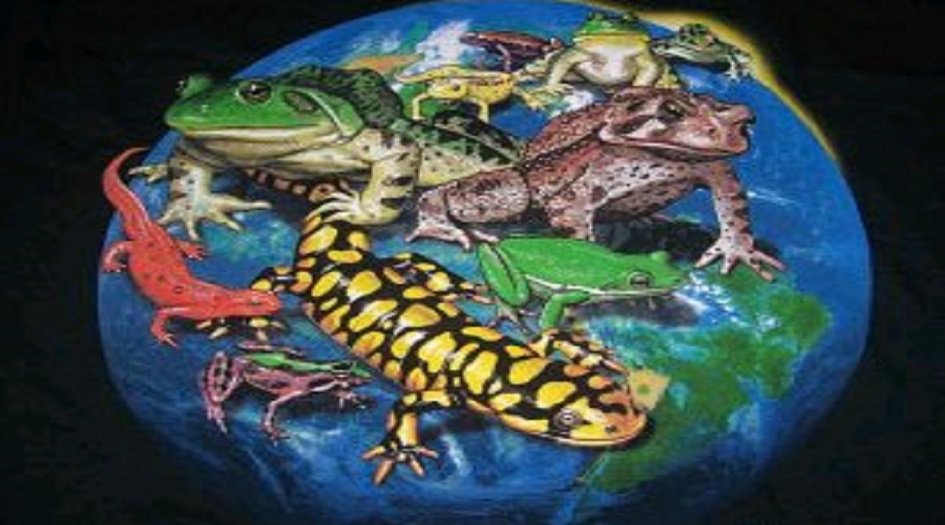 شاهد .. اكتشاف أكبر حيوان برمائي في العالم