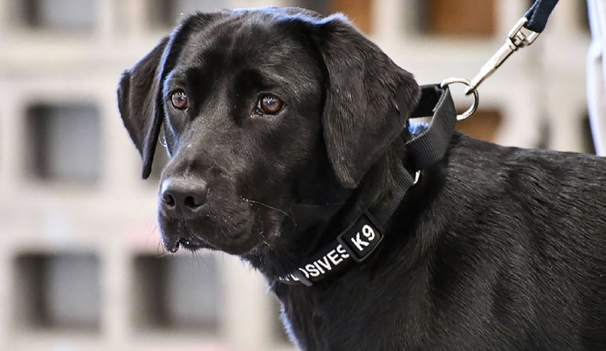 سبحان الله ..كلب يغسل الملابس ويتسوق لمساعدة صاحبته المعاقة