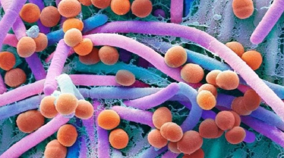 خبر صادم.. بكتيريا قادرة على تدمير البشرية في يوم واحد!