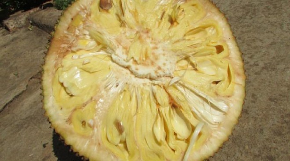 العلماء يكتشفون أن فاكهة الجاك هي القاتل الأكثر فعالية للسرطان