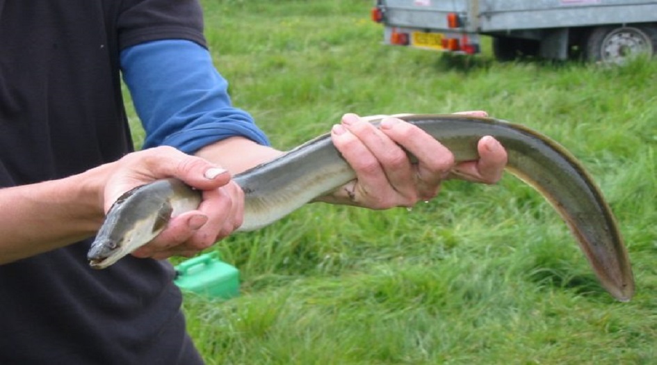 دراسة تكشف سر خروج أسماك رأس الأفعى من المياه