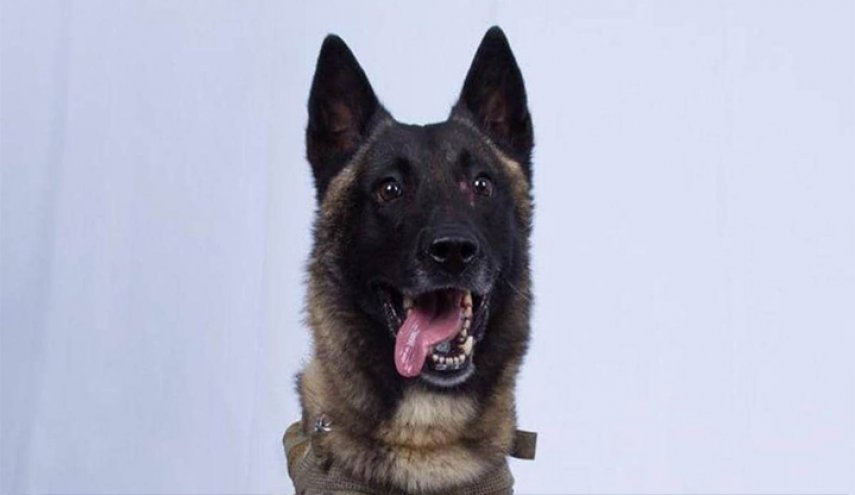 شارك في قتل البغدادي لماذا يجري التستر على هوية الكلب؟