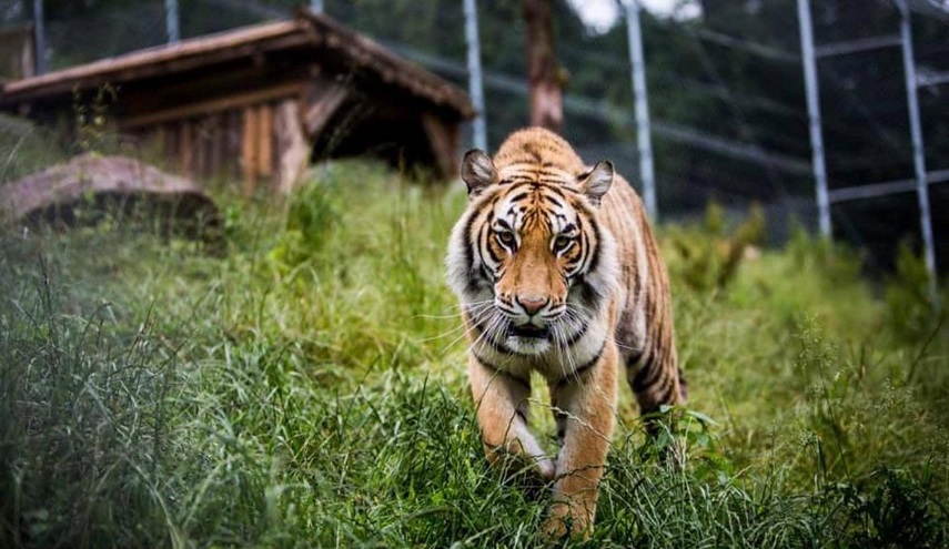 شاهد بالصور.. ناب من ذهب في فم نمر ضخم 
