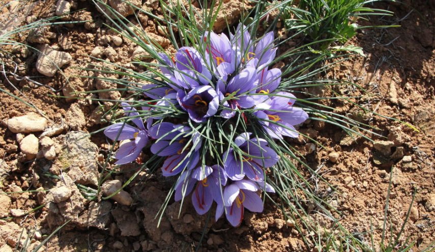 بلد عربي يطمح للدخول الى السوق العالمي للزعفران