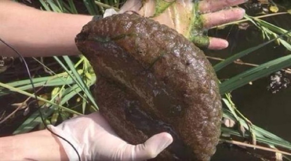 العثور على مخلوق غامض على شاطئ في أستراليا