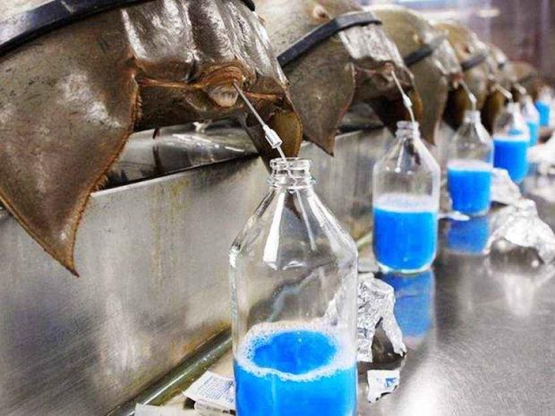 بالصور.. اللتر من دمائه يساوي ثروة.. تعرفوا على الحيوان صاحب الدم الأزرق!