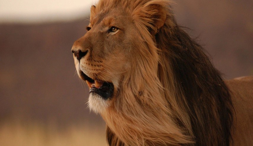 بالصورة.. رجل يلجأ الى أسد مفترس لحل الخلاف مع جاره!