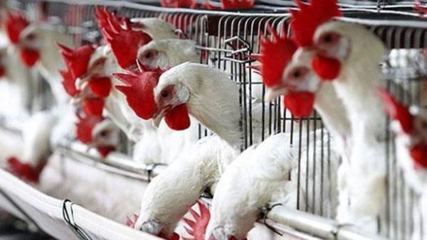 البيطرة تكشف حقيقة "تفشي انفلونزا الطيور" في دواجن العراق!