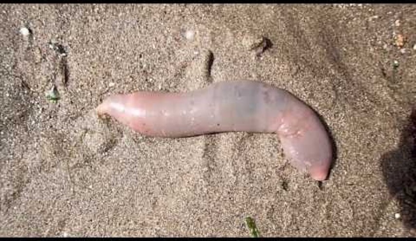 عاصفة أخرجت ديدان يعود تاريخها لـ 300 مليون عام من المحيط