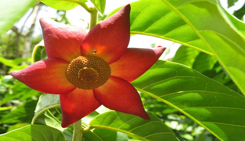 اكتشاف ثوري.. زهرة تعالج أشد أنواع السرطان فتكا!