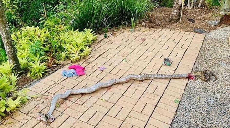 ثعبان هائل يجر طفلا من ساقه.. والأب ينقذه "بالطريقة الوحيدة"