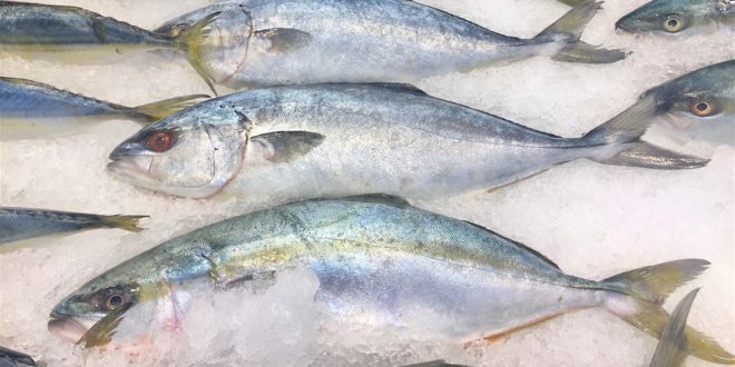 هل يفقد السمك المجمّد قيمته الغذائية؟