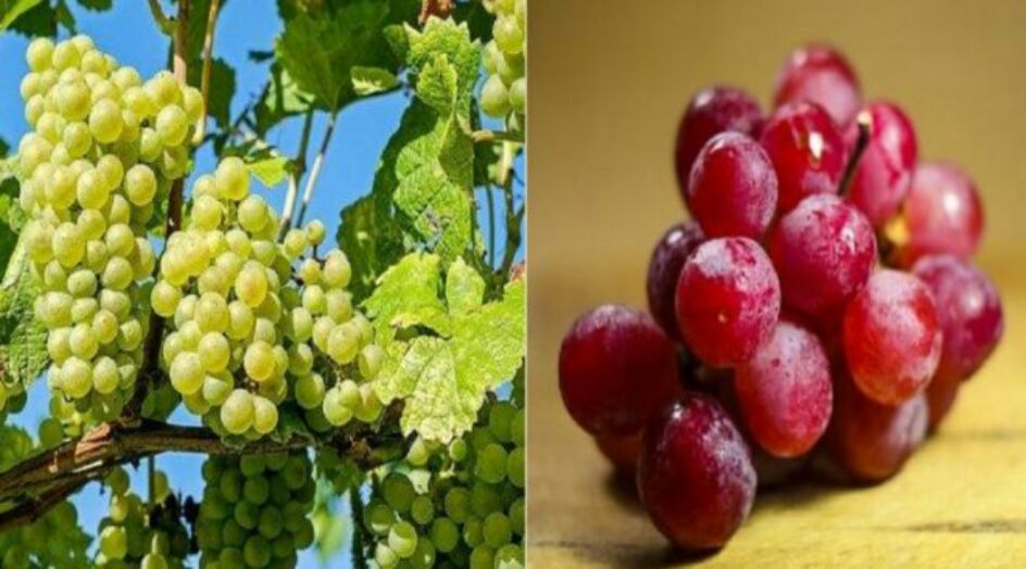 العنب الأحمر والأخضر .. ما الفرق بينهما وأيهما أفضل لصحتك؟