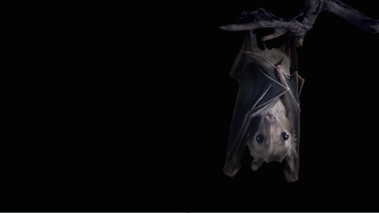 اكتشاف "فيروس آخر" لدى الخفافيش يرتبط بكورونا!