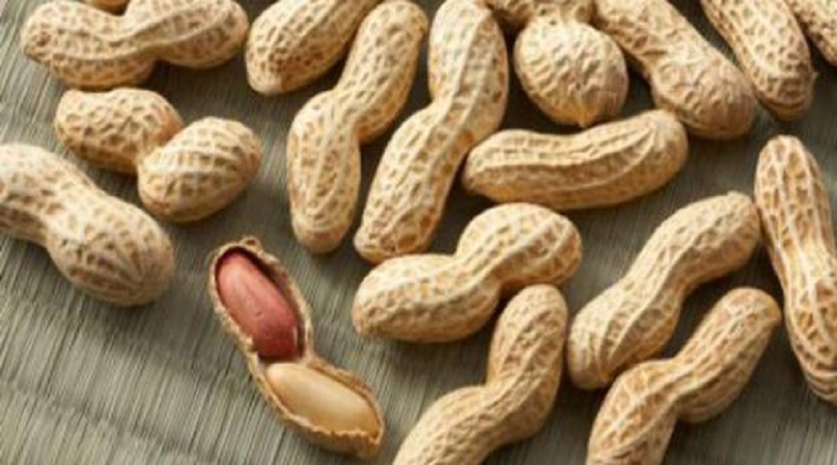 فوائد مذهلة لتناول الفول السوداني المنقوع 