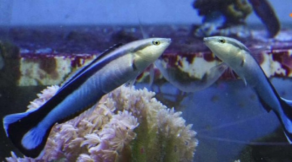 علماء: الأسماك تعاني من الكآبة واليأس!!!