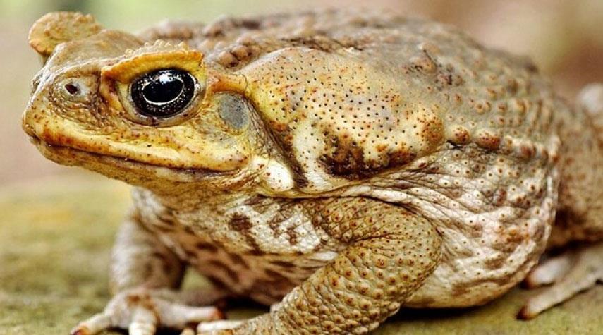 أزمة جديدة .. ضفادع سامة تنتشر في امريكا