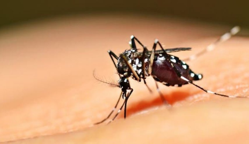هل سيكون البعوض وسيلة لنقل فيروس كورونا في فصل الصيف؟