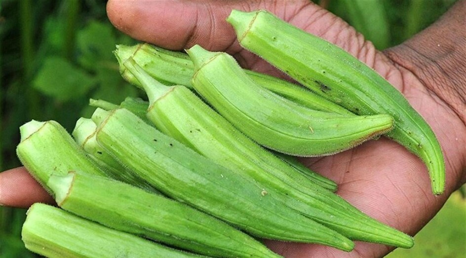 البامية... علاج فعال لهذه الأمراض!