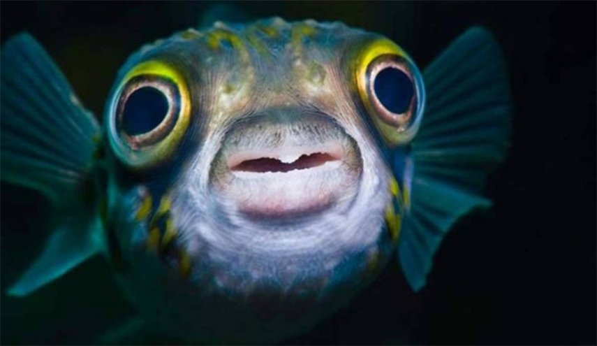 بالصورة... صنع كاميرا موبايل خارقة من عيون الأسماك