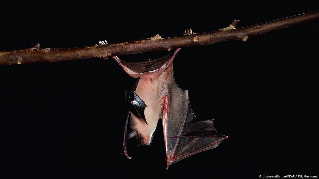 الصين وجدت فيروسا شبيها بـ"كورونا" منذ 7 سنوات ودرسته في مختبر ووهان