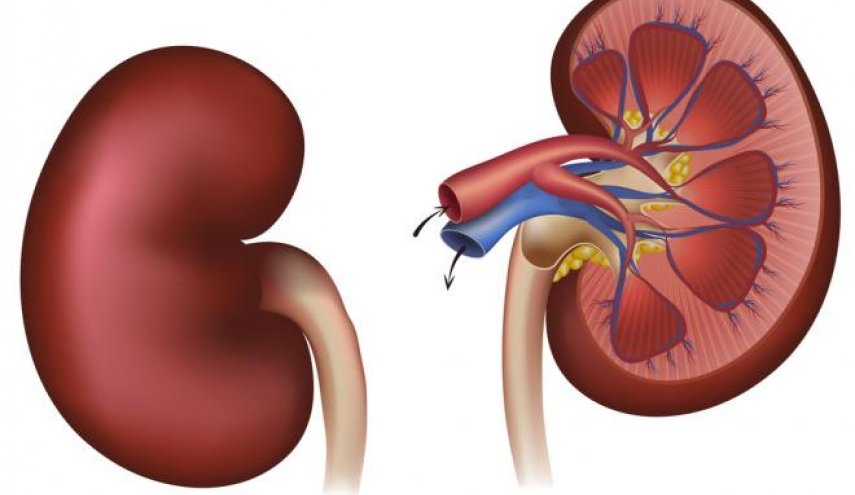 لحماية الكليتين.. تجنبوا هذه العادات الخمسة