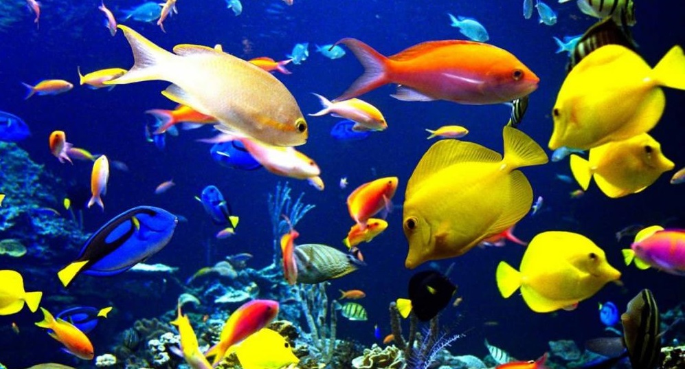 بالصورة.. سمكة تدهش كل من يراها لشكلها الغريب!