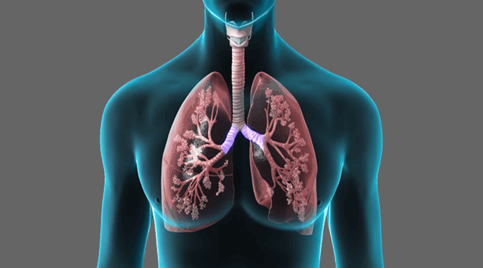 الرئتين: اكتشف طرق الحماية والتنظيف الطبيعي لهما