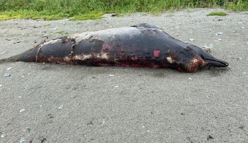 العثور على حيوان غامض يثير اهتمام العلماء