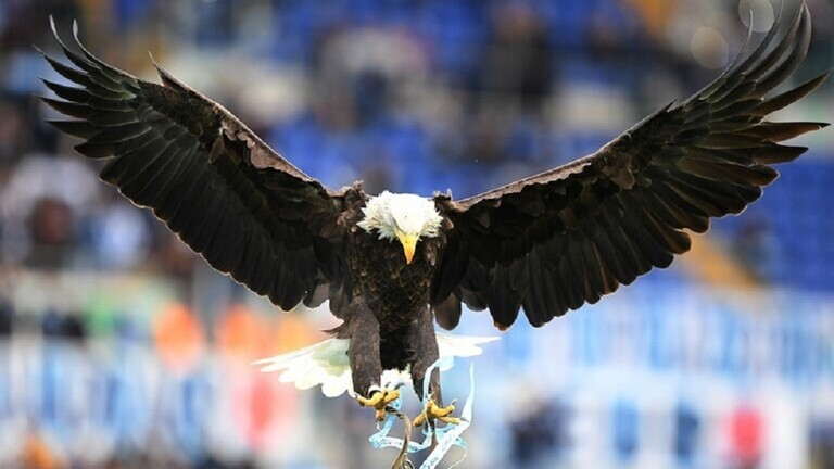 نسر يسقط طائرة مسيرة في امريكا