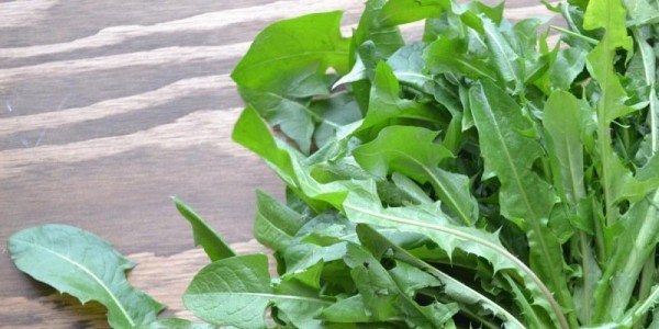 لا تفوت "الهندباء" في طعامك اليومي