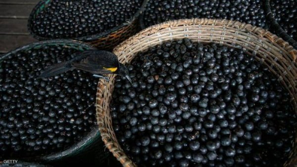 " التوت" يحمل علاج كورونا.. والنتائج النهائية آخر العام