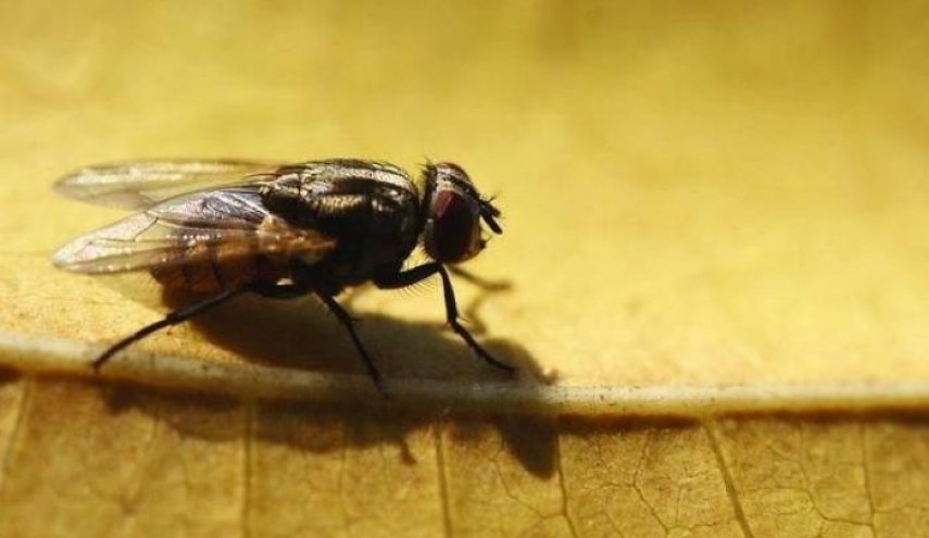 رجل فجر منزله أثناء مطاردته ذبابة